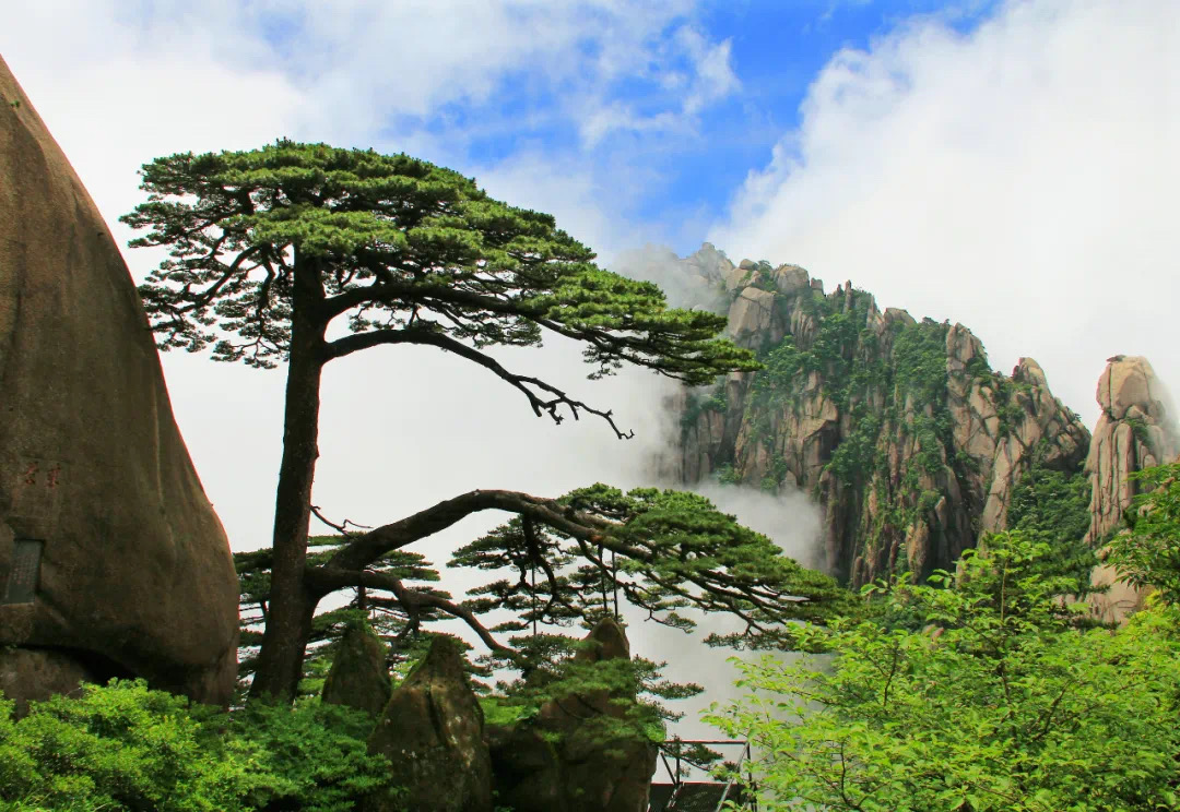 Ying Ke Song — el pino milenario de Huangshan