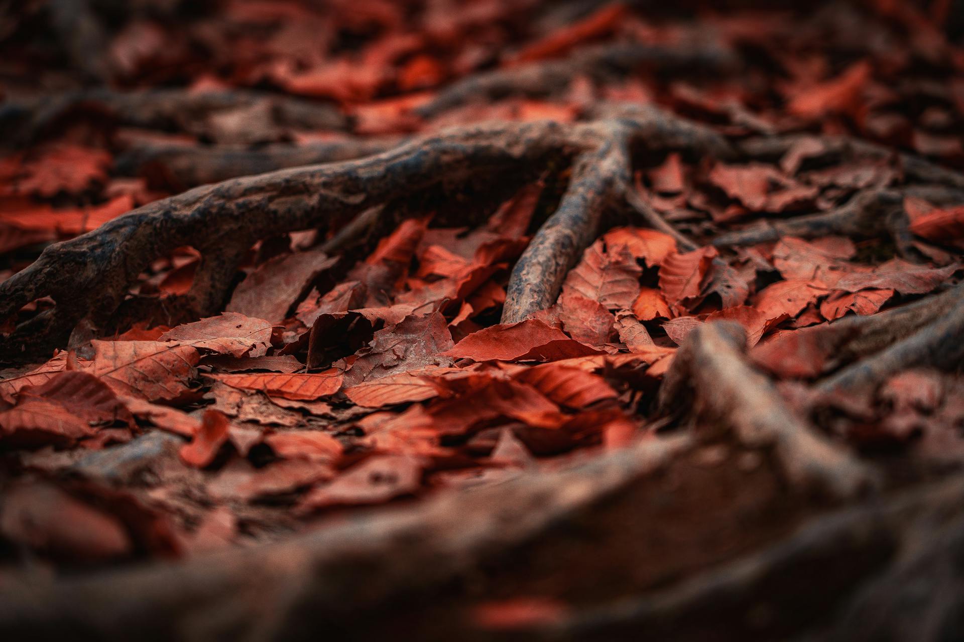 Raíces expuestas entre hojas de otoño — Lectura de Raíces